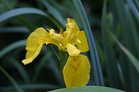  (C) 2002 by G. Doczkal, 
Gelbe Iris (Wasserlilie), 
mit PhotoImpact bearbeitet, 
48.8836°N/8.3194°E, Wasserloch bei Malsch, Baden-Württemberg, Germany