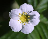  (C) 2002 by G. Doczkal, 
Blüte der Walderdbeere, 
mit PhotoImpact bearbeitet, 
48.8836°N/8.3194°E, Wasserloch bei Malsch, Baden-Württemberg, Germany