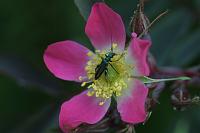  (C) 2002 by G. Doczkal, 
Wilde Rose, 
48.88362°N/8.31949°E, Wasserloch bei Malsch, Baden-Württemberg, Germany