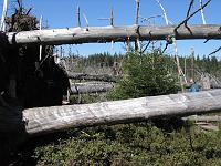  (C) 2005 by G. Doczkal, 
Eindrücke vom Lotharpfad, 
Tour zum Lotharpfad, 
Schwarzwald bei Lotharpfad, Baden-Württemberg, Germany