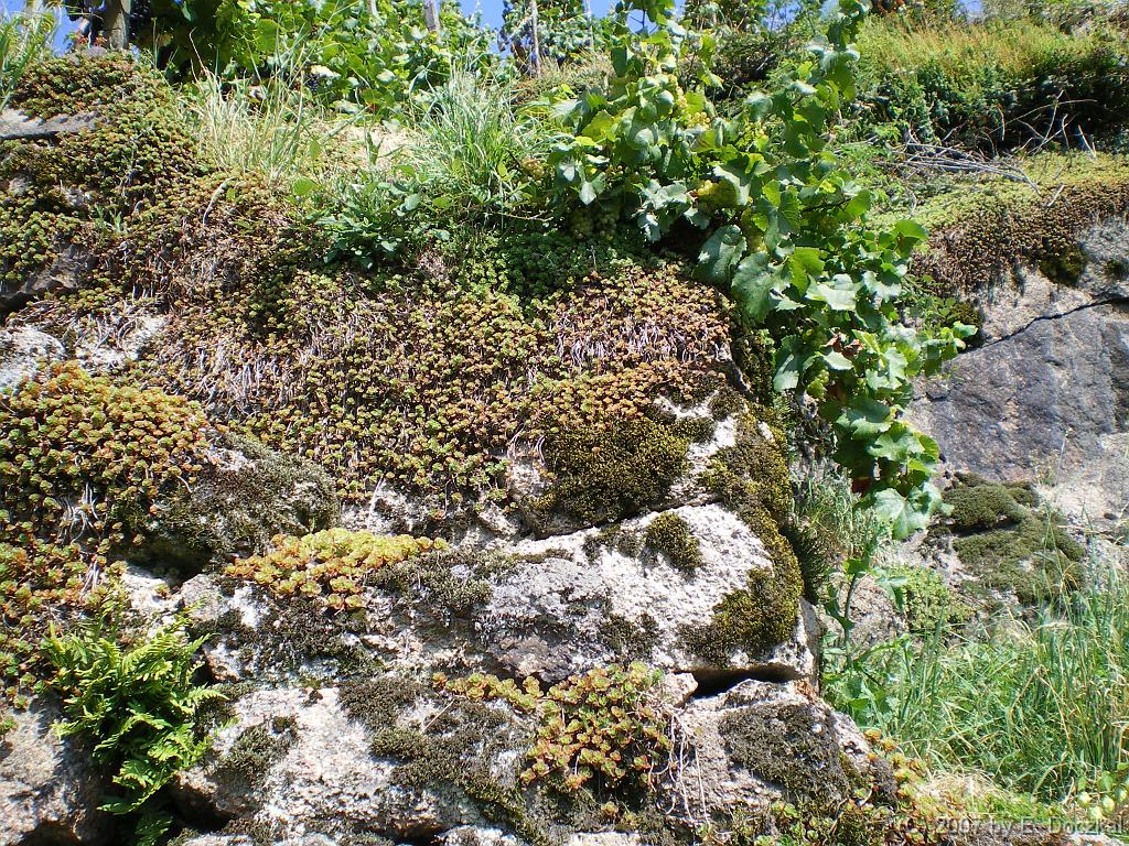 IMGP0618