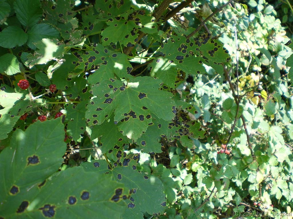 IMGP0651