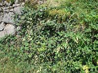  (C) 2007 by E. Doczkal, 
Bewachsene Weinbergmauer, 
Büchelbachrundweg, 
Bühlertal, Baden-Württemberg, Germany