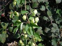  (C) 2007 by E. Doczkal, 
Hopfenblüten, 
Büchelbachrundweg, 
Bühlertal, Baden-Württemberg, Germany