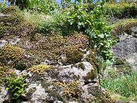  (C) 2007 by E. Doczkal, 
Bewachsene Weinbergmauer, 
Büchelbachrundweg, 
Bühlertal, Baden-Württemberg, Germany