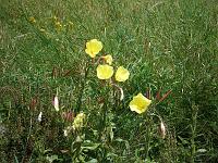  (C) 2007 by E. Doczkal, 
Blumen am Weg, 
Büchelbachrundweg, 
Bühlertal, Baden-Württemberg, Germany