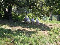  (C) 2007 by E. Doczkal, 
Gänse, 
Büchelbachrundweg, 
Bühlertal, Baden-Württemberg, Germany