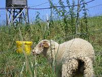  (C) 2007 by E. Doczkal, 
Schaf, 
Büchelbachrundweg, 
Bühlertal, Baden-Württemberg, Germany