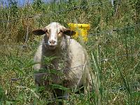  (C) 2007 by E. Doczkal, 
Schaf, 
Büchelbachrundweg, 
Bühlertal, Baden-Württemberg, Germany