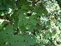  (C) 2007 by E. Doczkal, 
Ahornblätter, 
Büchelbachrundweg, 
Bühlertal, Baden-Württemberg, Germany