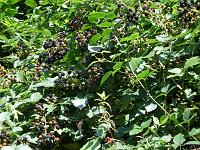  (C) 2007 by E. Doczkal, 
Brombeeren, 
Büchelbachrundweg, 
Bühlertal, Baden-Württemberg, Germany