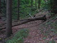  (C) 2007 by G. Doczkal, 
Teil des Schartenberg-Rundwegs, 
Altschweier, Baden-Württemberg, Germany