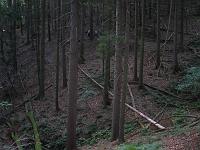  (C) 2007 by G. Doczkal, 
Die Gruppe ist schon weit voraus, 
Altschweier, Baden-Württemberg, Germany