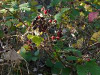  (C) 2007 by G. Doczkal, 
Herbst, 
Eichelberg bei Waldprechtsweier, Baden-Württemberg, Germany