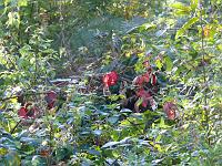  (C) 2007 by G. Doczkal, 
Herbst, 
Eichelberg bei Waldprechtsweier, Baden-Württemberg, Germany
