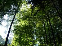  (C) 2007 by G. Doczkal, 
Frühling oder Herbst, 
Eichelberg bei Winkel, Baden-Württemberg, Germany