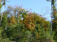  (C) 2007 by G. Doczkal, 
Herbstwald, 
Eichelberg bei Winkel, Baden-Württemberg, Germany