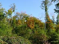  (C) 2007 by G. Doczkal, 
Herbstwald, 
Eichelberg bei Winkel, Baden-Württemberg, Germany