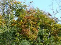  (C) 2007 by G. Doczkal, 
Herbstwald, 
Eichelberg bei Winkel, Baden-Württemberg, Germany