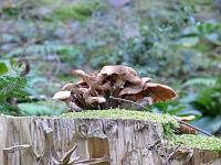  (C) 2007 by G. Doczkal, 
Pilze, 
Eichelberg bei Waldprechtsweier, Baden-Württemberg, Germany