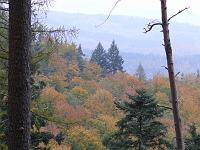  (C) 2007 by G. Doczkal, 
Herbstwald, 
Mahlberg bei Michelbach, Baden-Württemberg, Germany