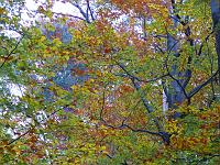  (C) 2007 by G. Doczkal, 
Herbstlaub, 
Mahlberg bei Michelbach, Baden-Württemberg, Germany