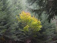  (C) 2007 by G. Doczkal, 
Herbstlaub, 
Mönchskopf bei Moosbronn, Baden-Württemberg, Germany