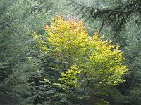  (C) 2007 by G. Doczkal, 
Herbstlaub, 
Mönchskopf bei Moosbronn, Baden-Württemberg, Germany
