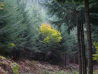  (C) 2007 by G. Doczkal, 
Herbstlaub, 
Mönchskopf bei Moosbronn, Baden-Württemberg, Germany