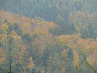  (C) 2007 by G. Doczkal, 
Herbstwald, 
Mönchskopf bei Moosbronn, Baden-Württemberg, Germany