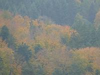  (C) 2007 by G. Doczkal, 
Herbstwald, 
Mönchskopf bei Moosbronn, Baden-Württemberg, Germany