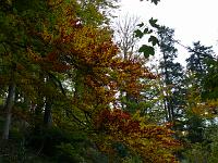  (C) 2007 by G. Doczkal, 
Herbstlaub, 
Tannschachberg bei Bernbach, Baden-Württemberg, Germany