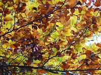  (C) 2007 by G. Doczkal, 
Herbstlaub, 
Tannschachberg bei Bernbach, Baden-Württemberg, Germany