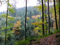  (C) 2007 by G. Doczkal, 
Herbstwald, 
Bernstein bei Sulzbach, Baden-Württemberg, Germany