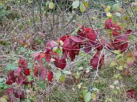  (C) 2007 by G. Doczkal, 
Herbstfarben, 
Bernstein bei Sulzbach, Baden-Württemberg, Germany