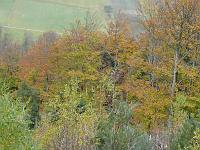  (C) 2007 by G. Doczkal, 
Herbstwald, 
Tannschachberg bei Bernbach, Baden-Württemberg, Germany