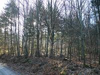  (C) 2008 by G. Doczkal, 
Winterwald, 
Eichelberg bei Waldprechtsweier, Baden-Württemberg, Germany