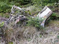  (C) 2008 by G. Doczkal, 
Baumstumpf, 
Eichelberg bei Winkel, Baden-Württemberg, Germany