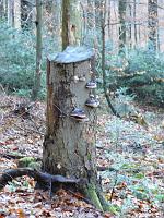 (C) 2008 by G. Doczkal, 
Baumstumpf, 
Mahlberg bei Freiolsheim, Baden-Württemberg, Germany