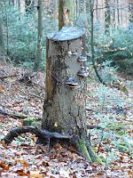  (C) 2008 by G. Doczkal, 
Baumstumpf, 
Mahlberg bei Freiolsheim, Baden-Württemberg, Germany