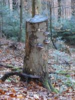  (C) 2008 by G. Doczkal, 
Baumstumpf, 
Mahlberg bei Freiolsheim, Baden-Württemberg, Germany