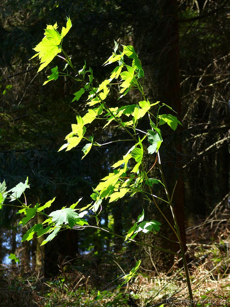 20080503-132020-8