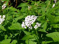  (C) 2008 by G. Doczkal, 
Blüten am Wegrand, 
Mahlberg bei Freiolsheim, Baden-Württemberg, Germany