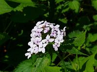  (C) 2008 by G. Doczkal, 
Blüten am Wegrand, 
Mahlberg bei Freiolsheim, Baden-Württemberg, Germany