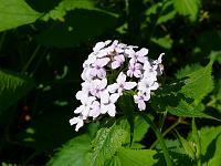  (C) 2008 by G. Doczkal, 
Blüten am Wegrand, 
Mahlberg bei Freiolsheim, Baden-Württemberg, Germany