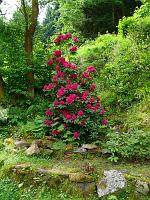  (C) 2008 by G. Doczkal, 
Rododendron, 
Grundplatz bei Langenbrand, Baden-Württemberg, Germany