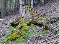  (C) 2008 by G. Doczkal, 
Alter Baumstumpf, 
Tennetberg bei Langenbrand, Baden-Württemberg, Germany