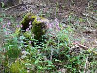  (C) 2008 by G. Doczkal, 
Blüten am Wegrand, 
Tennetberg bei Langenbrand, Baden-Württemberg, Germany