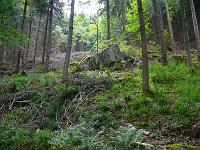  (C) 2008 by G. Doczkal, 
Felsen, 
Latschig bei Langenbrand, Baden-Württemberg, Germany
