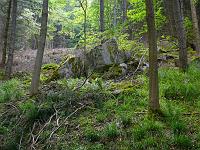  (C) 2008 by G. Doczkal, 
Felsen, 
Latschig bei Langenbrand, Baden-Württemberg, Germany